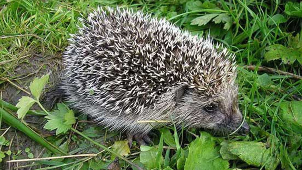 Австралийский Ежик