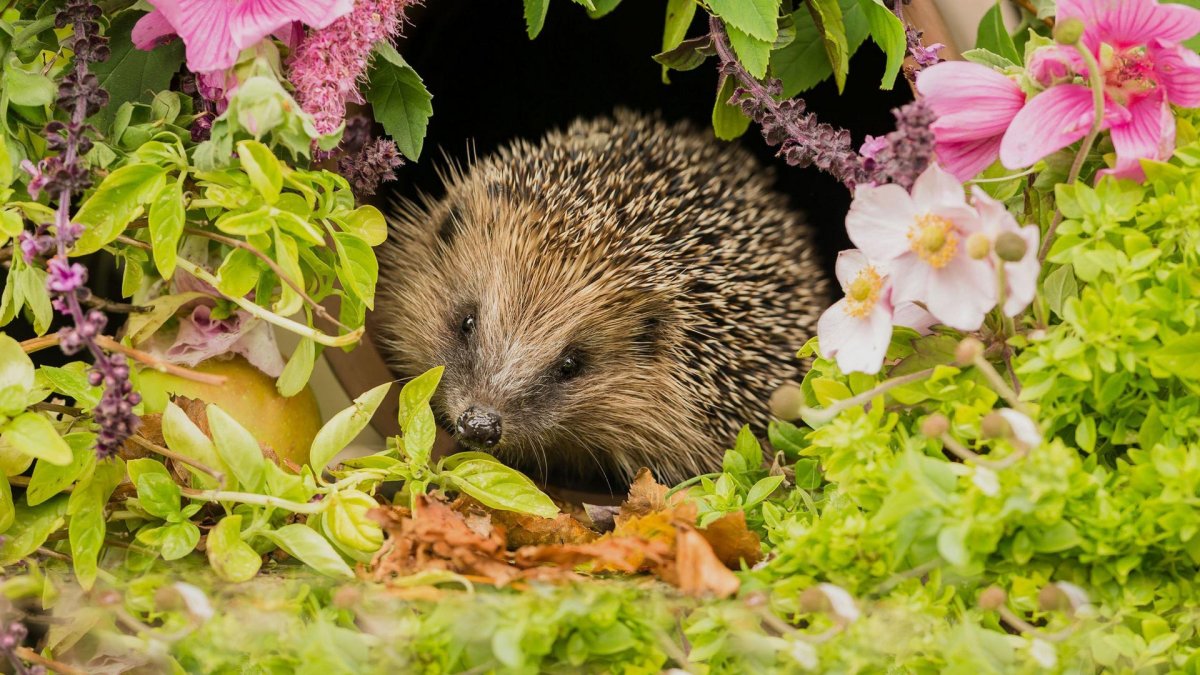 Мадагаскарский полосатый тенрек