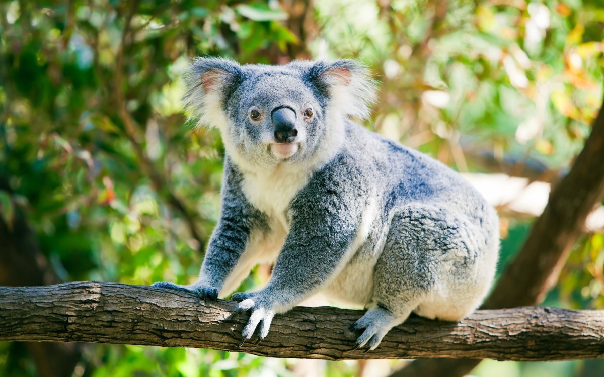 Коалы живут в Австралии