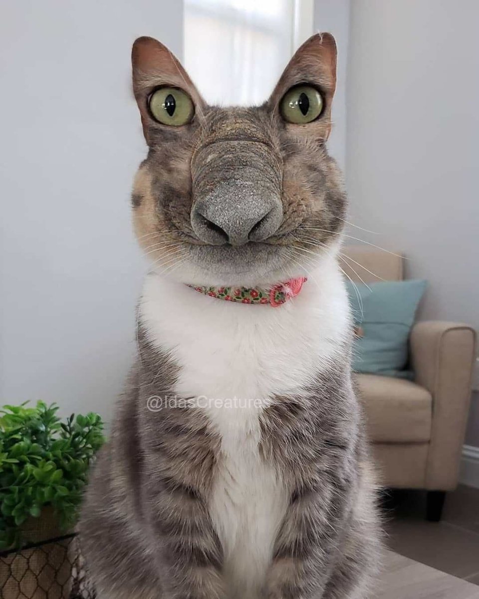 Угарные коты