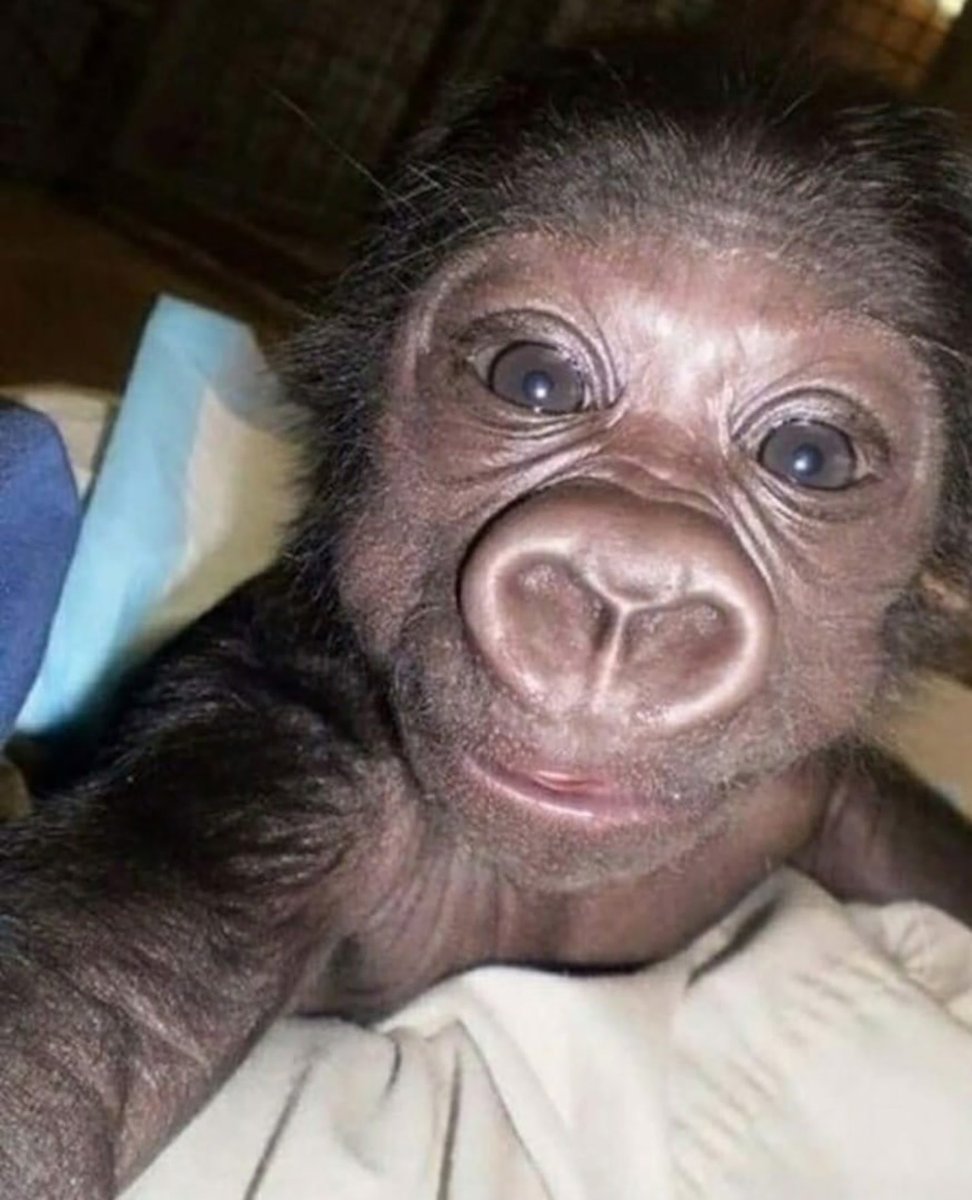 Ноздри обезьяны