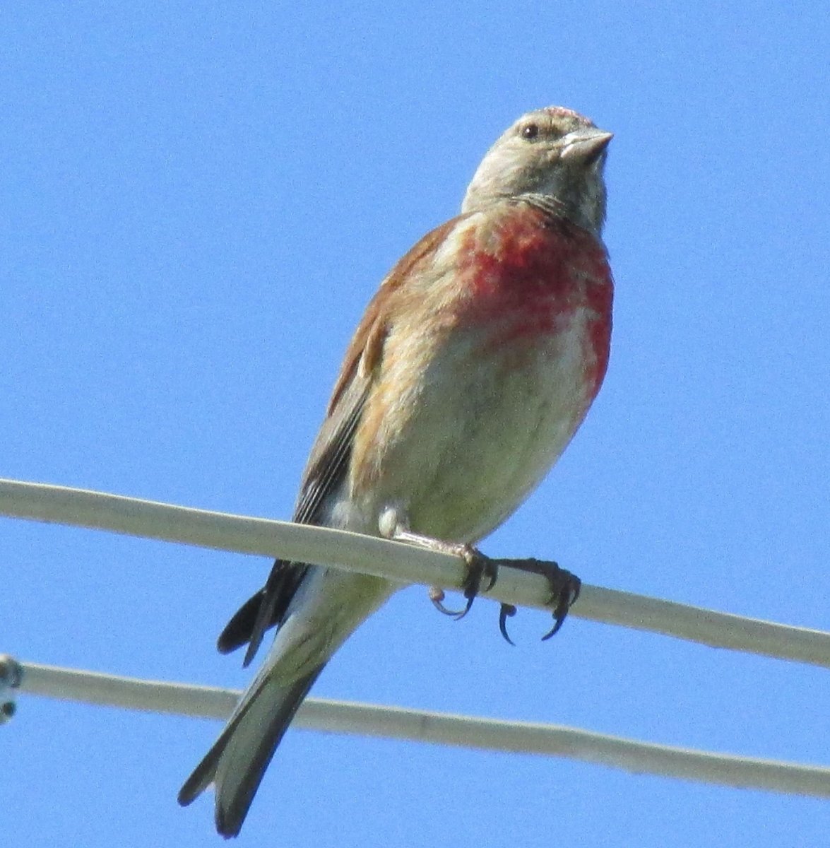 Птичка с красной грудкой