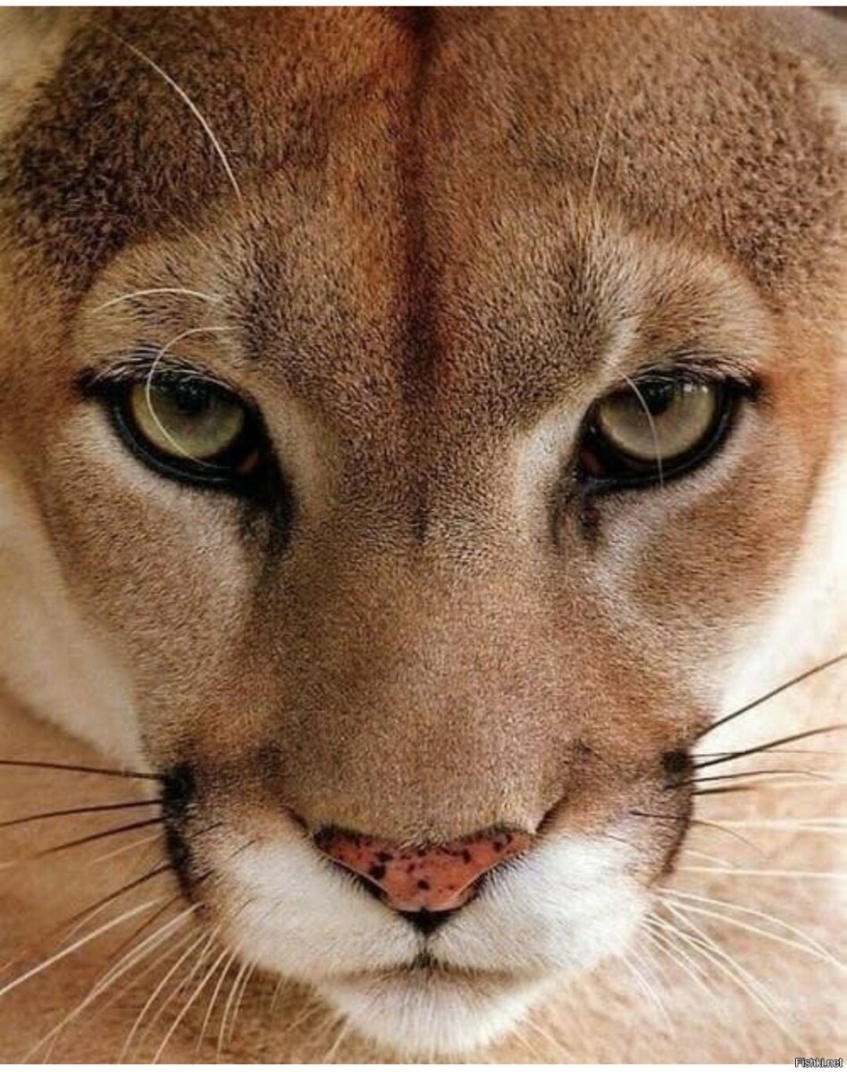 Пума Кугуар зелёный глаз