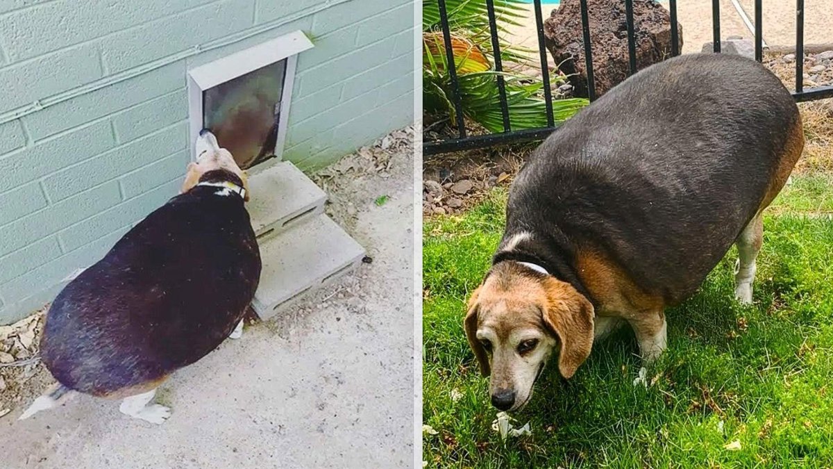 Толстая собака