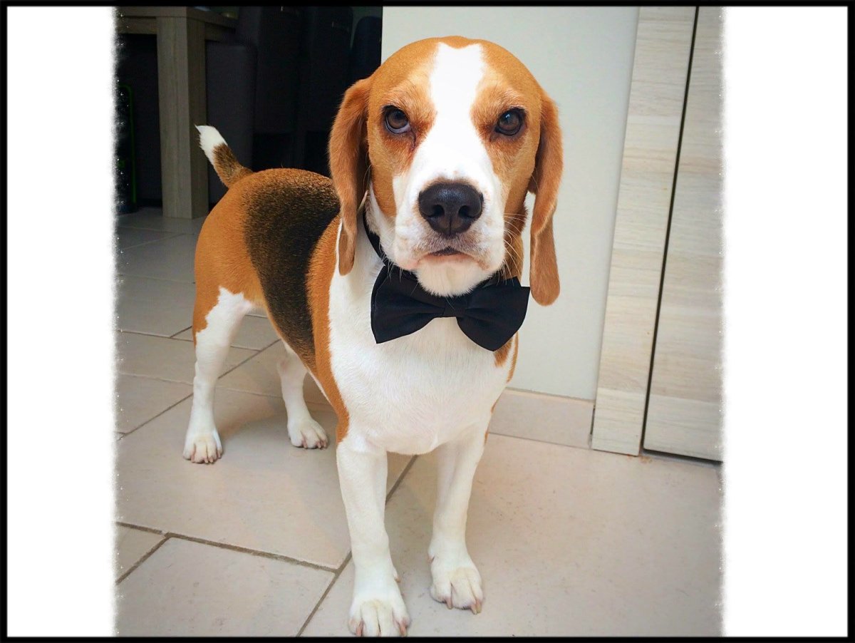 Лысый Бигль