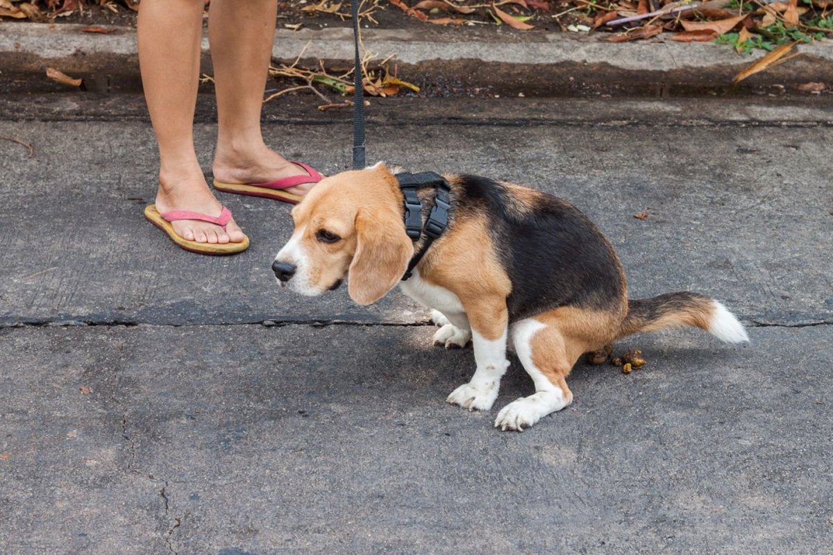 Смешные щенки бигля