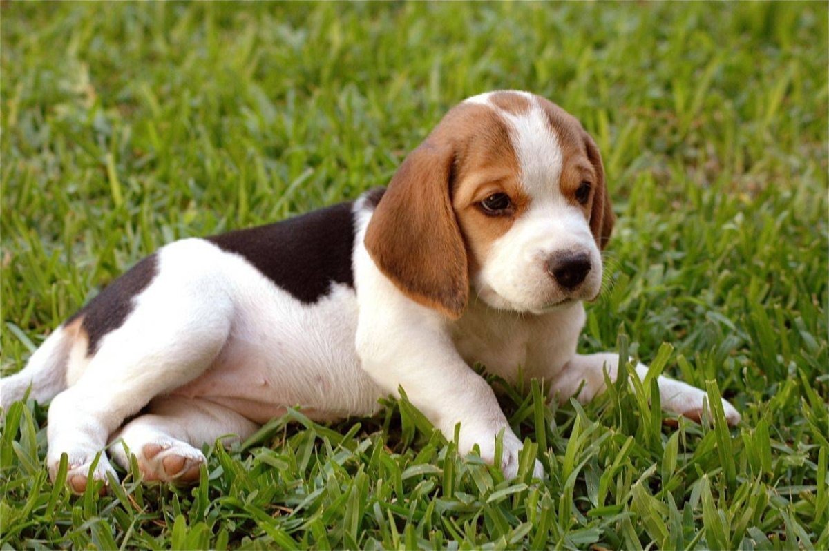 Бигль происхождение