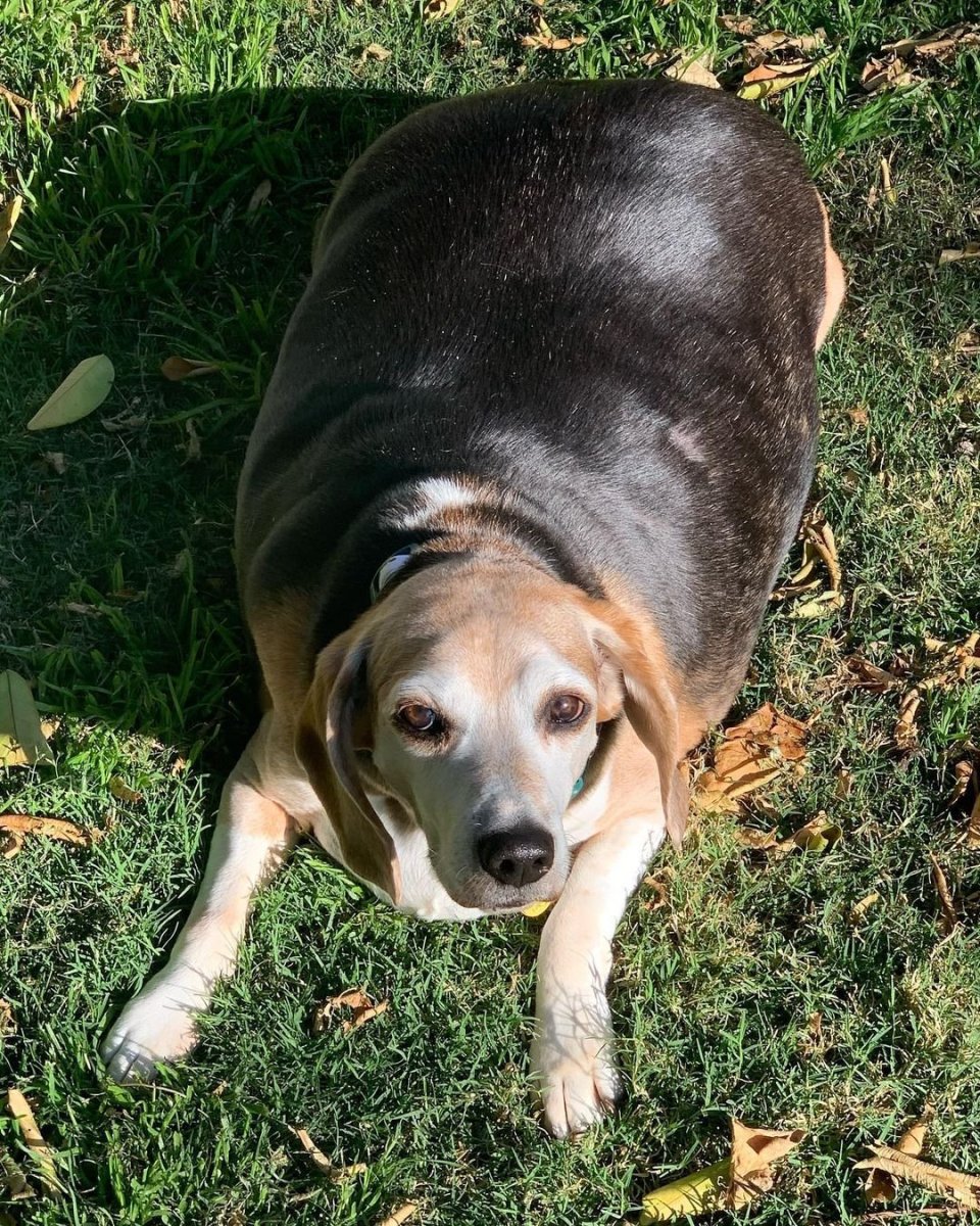 Толстый Бигль