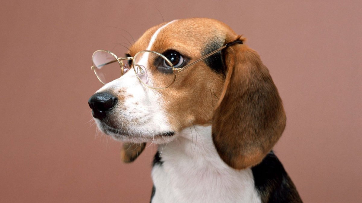 Бигль собака вес