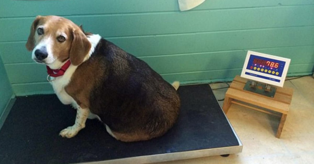 Порода собак Бигль