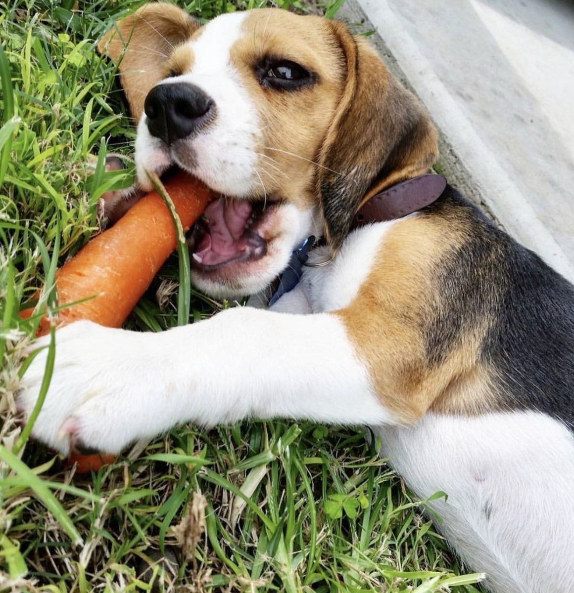 Смешные надписи на адресники для собак