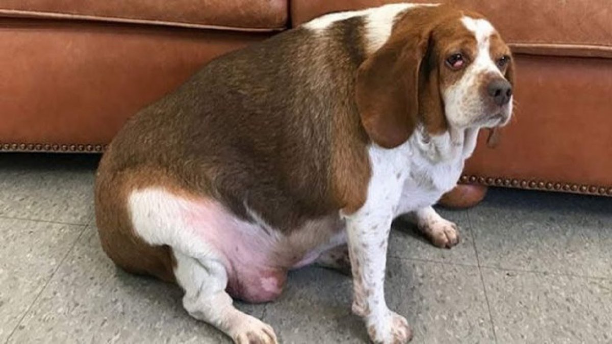 Толстый Бигль