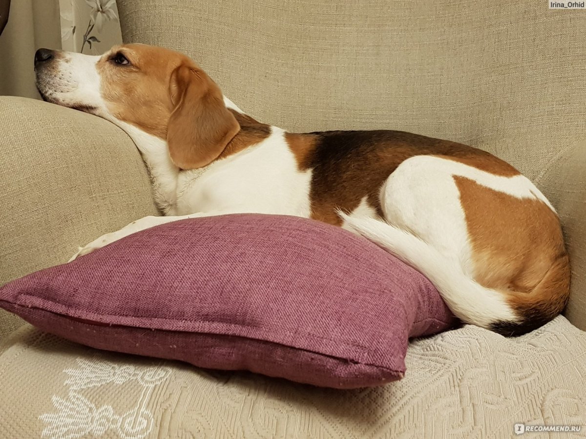 Короткошерстные собаки Бигль