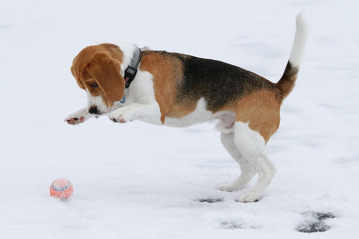 Бигль откормленный