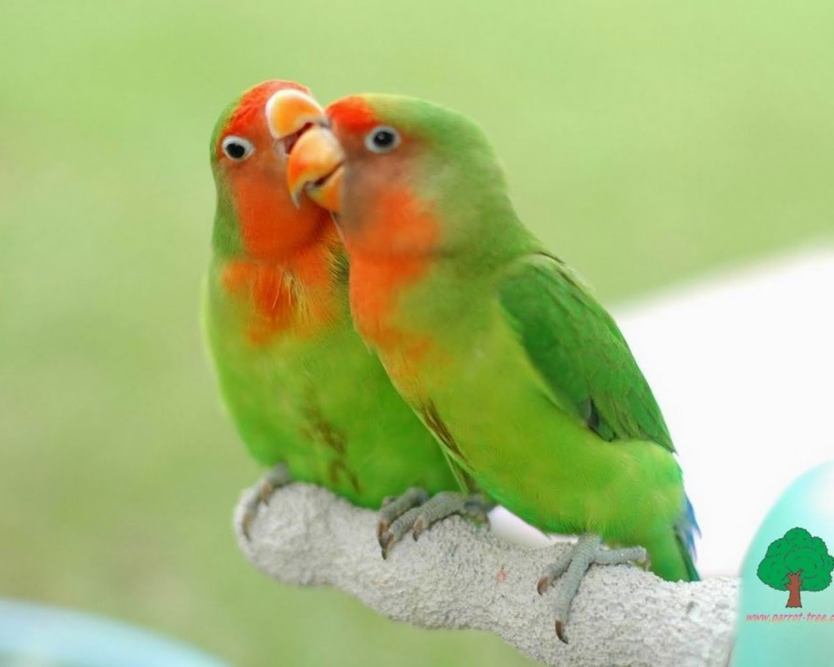 Домашние попугаи неразлучники