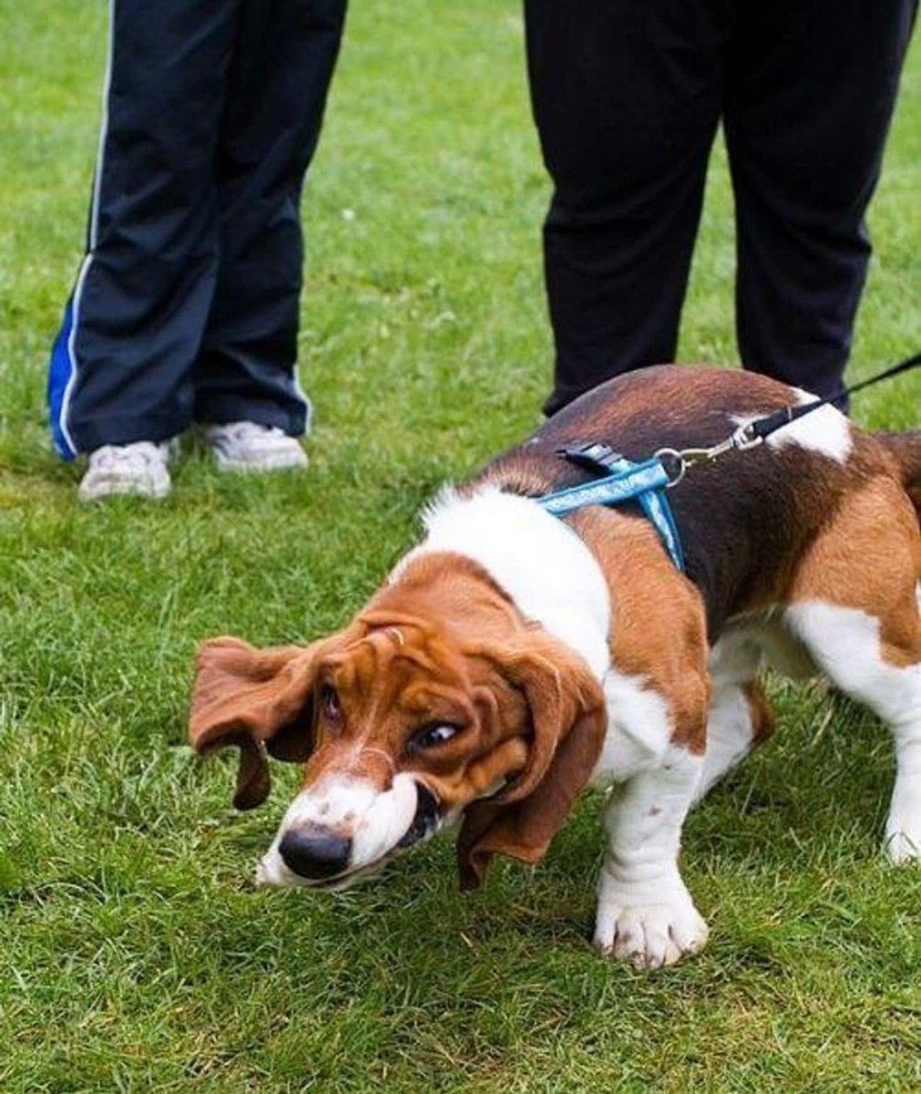 Бигль собака ожирение