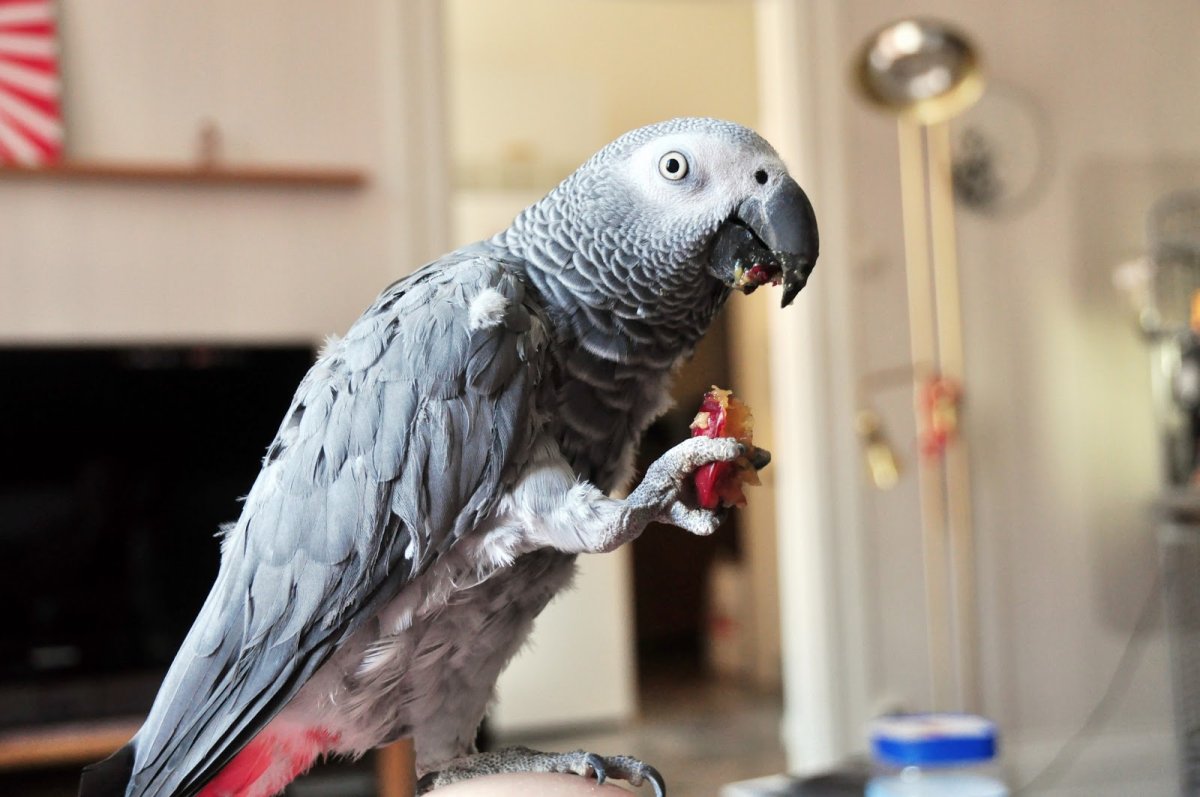 Милые попугаи кореллы