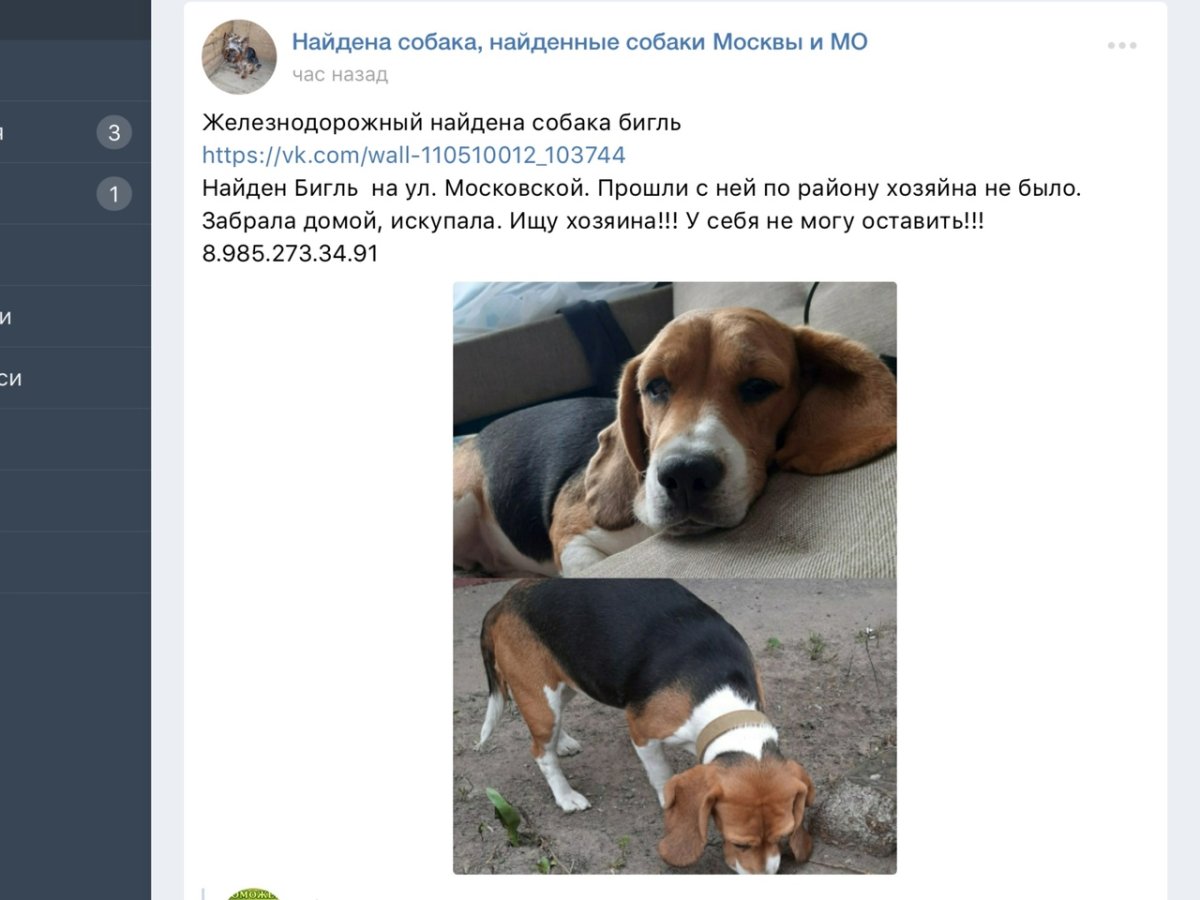 Лежачий Бигль