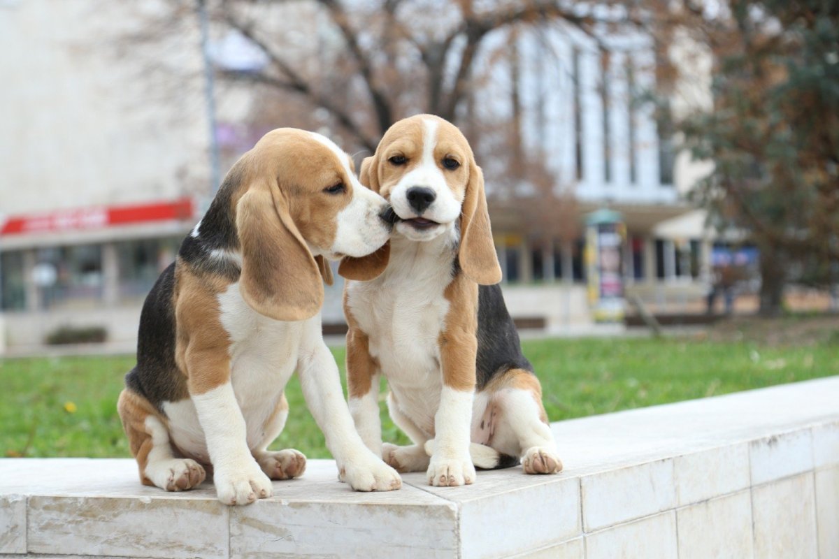 Собака Бигль на белом фоне