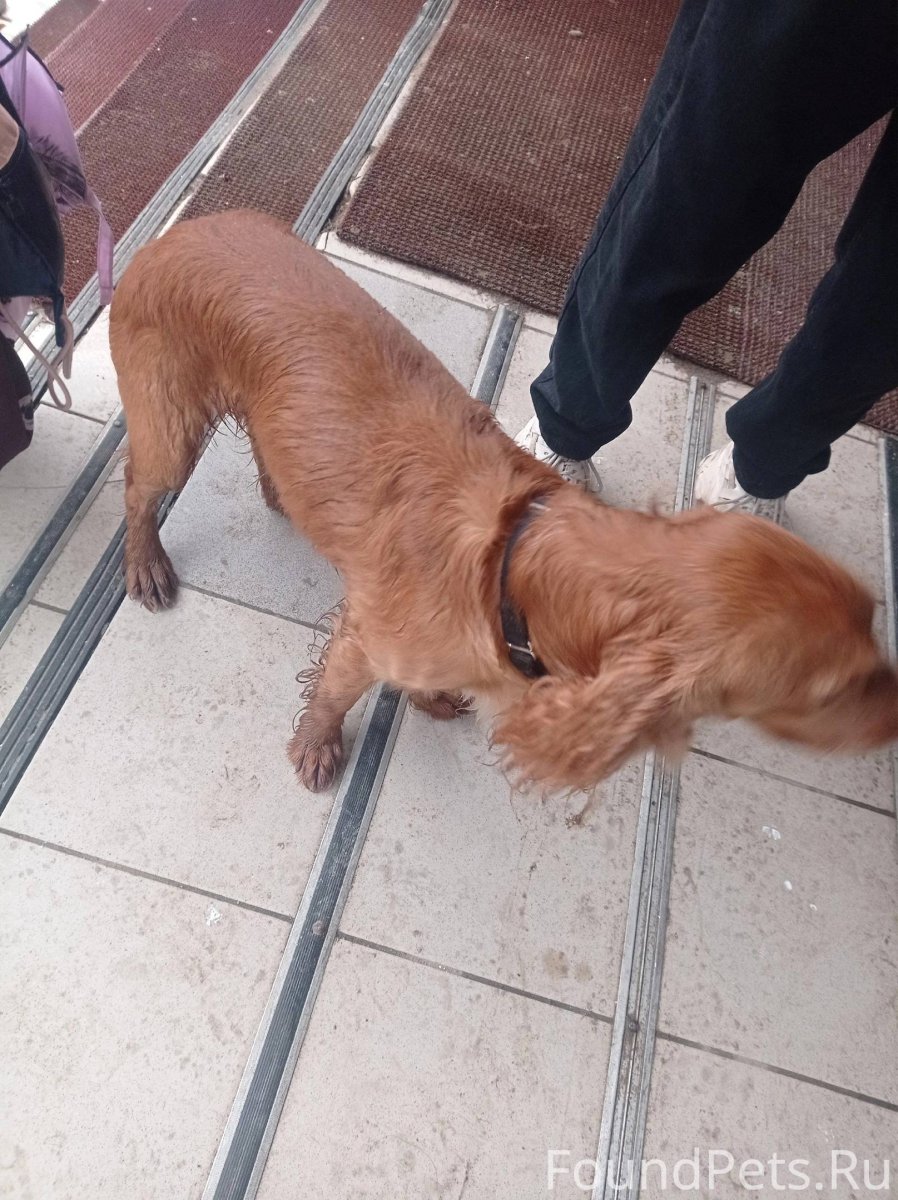 Разные собаки