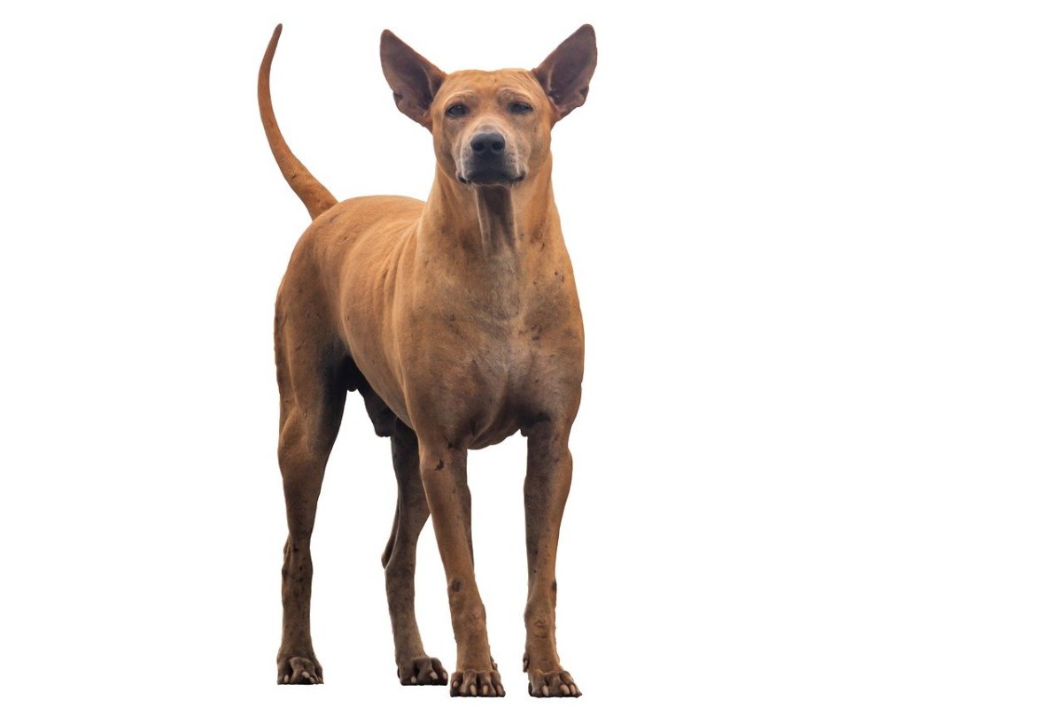 Бон фри собака