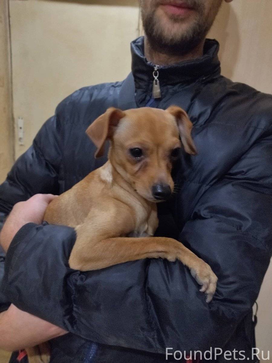 Собака из приюта в Москве