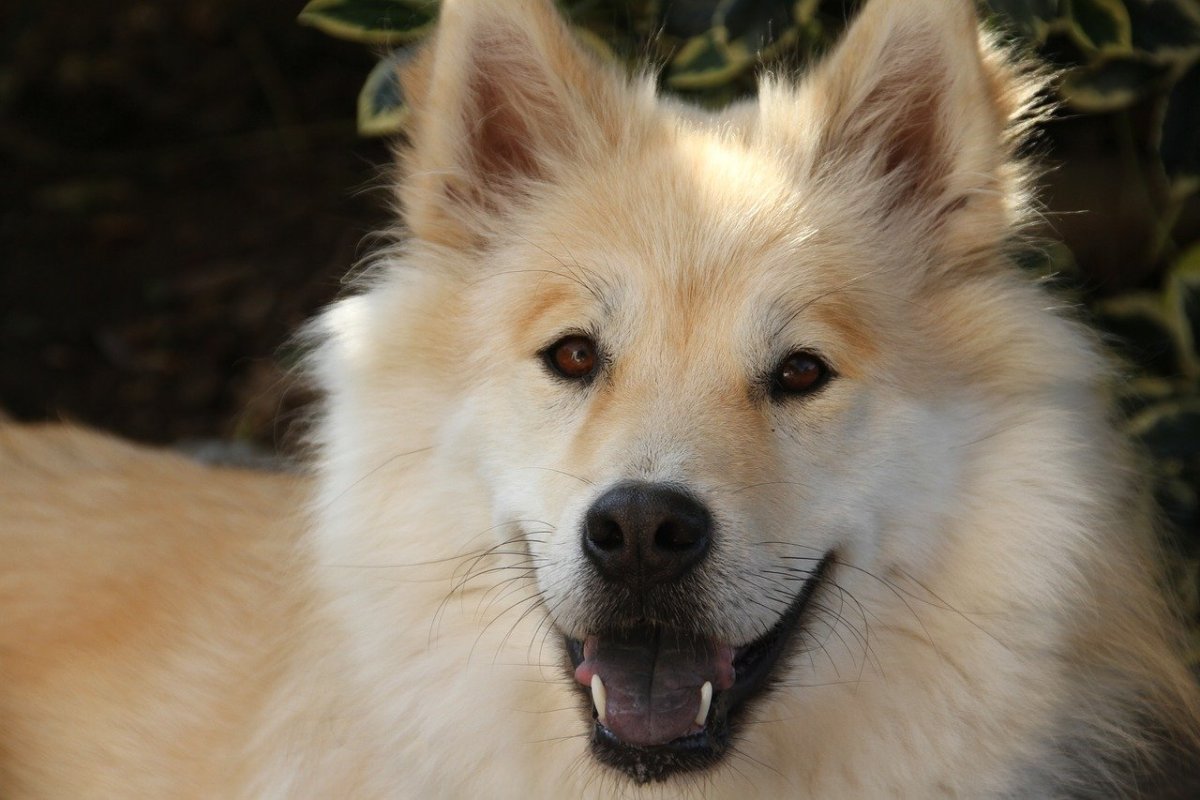 Порода бультерьер