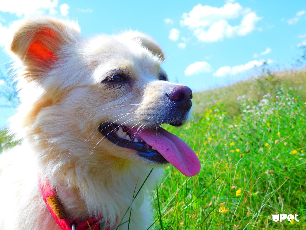 Рамиль с собакой