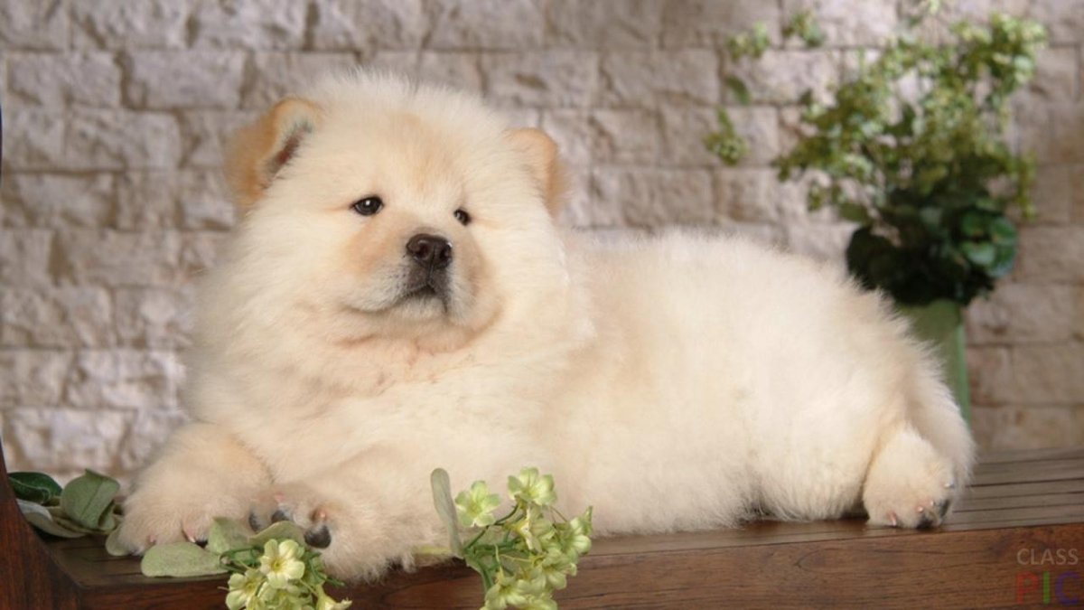 Маленький хаски на руках