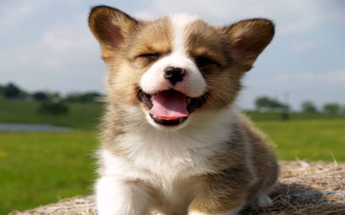 Колли длинношёрстный