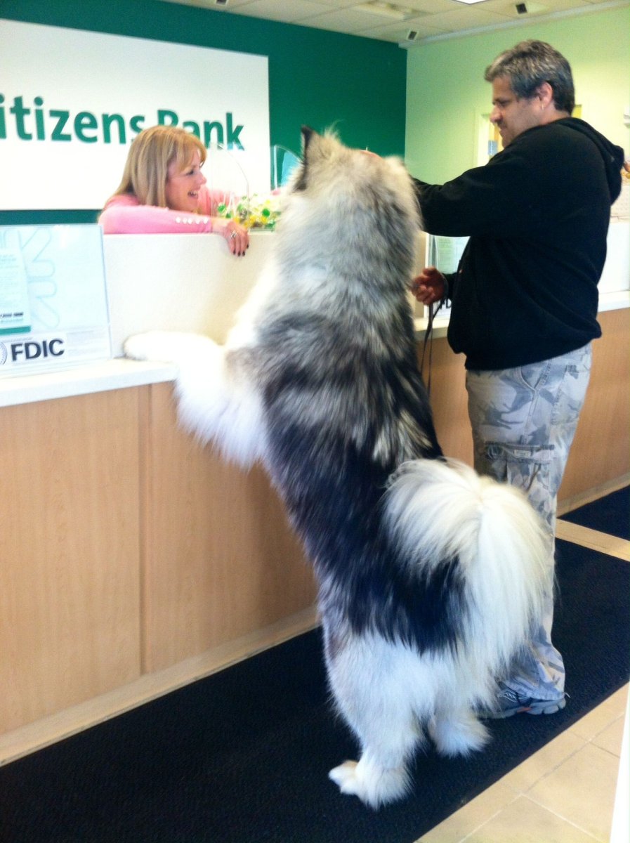 Домашние животные собака