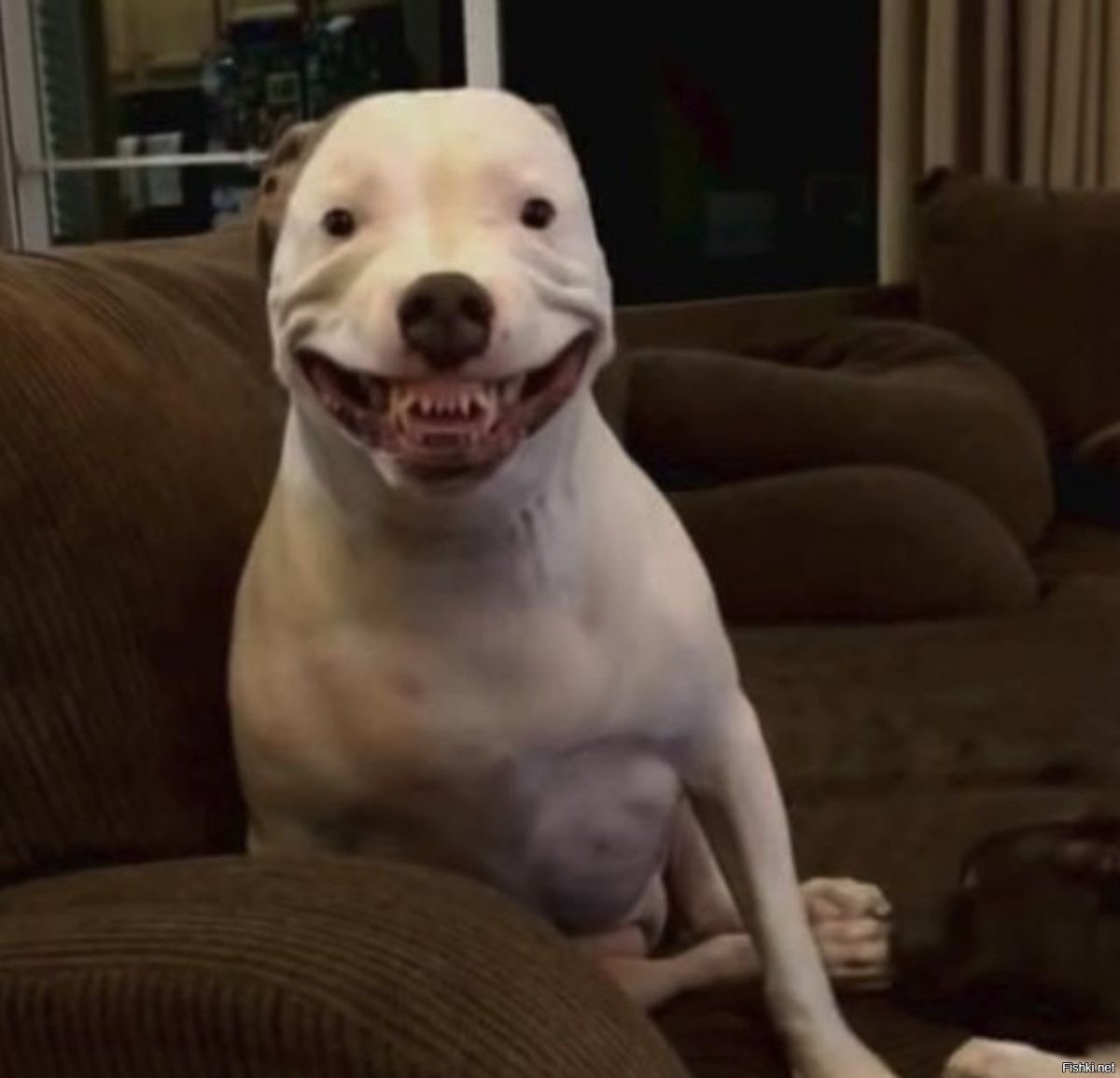 Доберман и корги