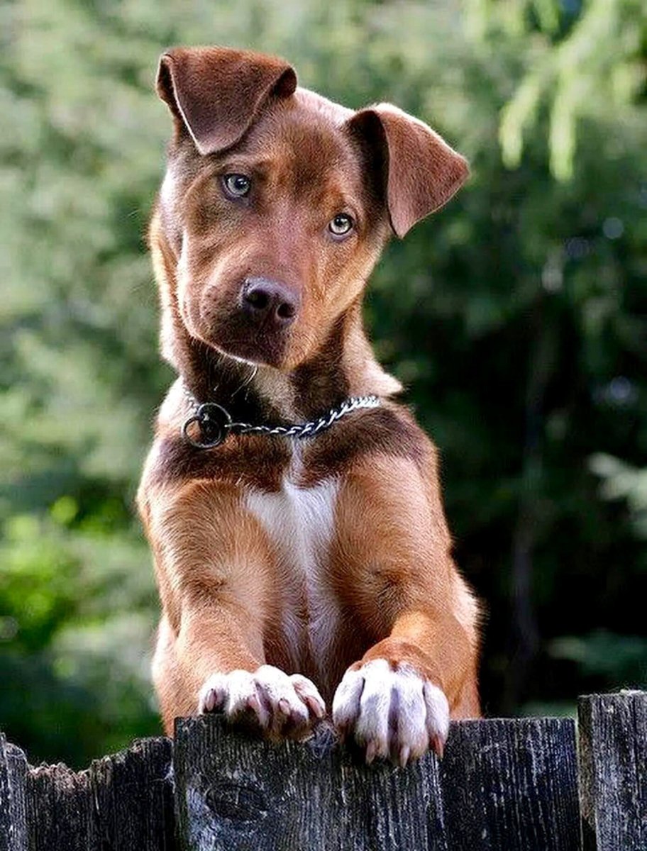 Собачья трава