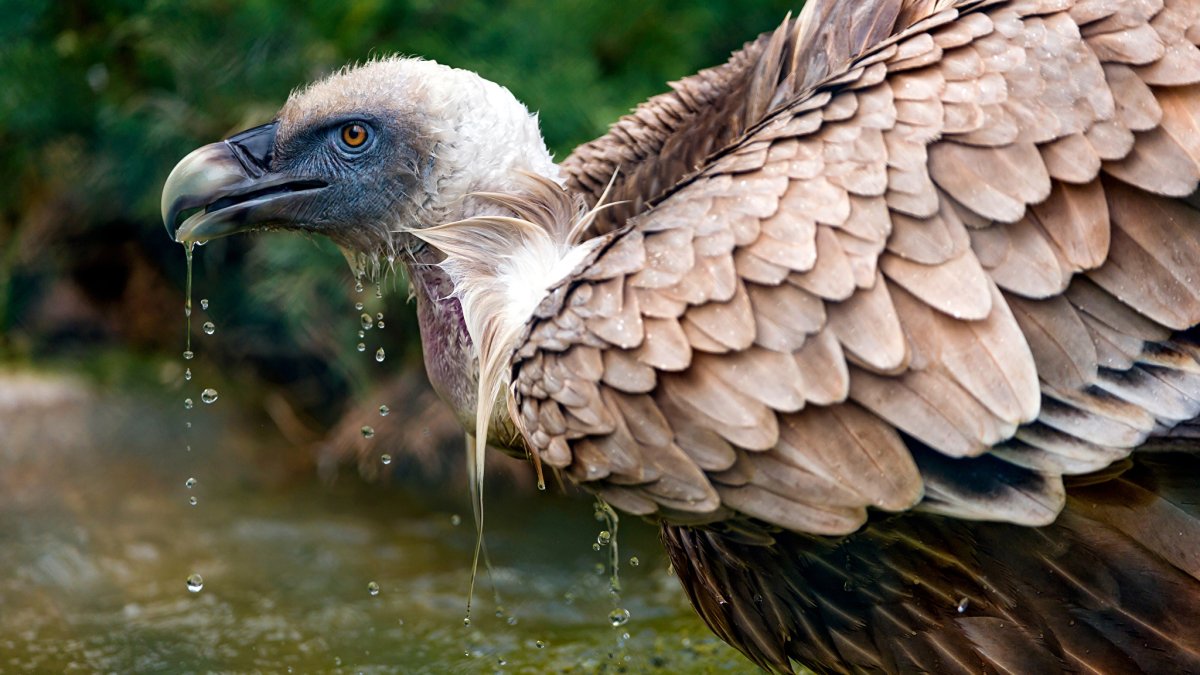 Бенгальский гриф