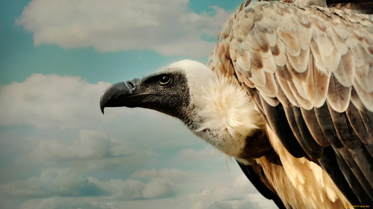 Обыкновенный Стервятник лысый