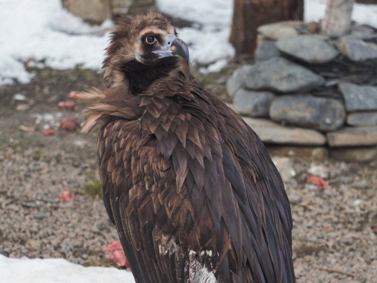 Bearded Vulture