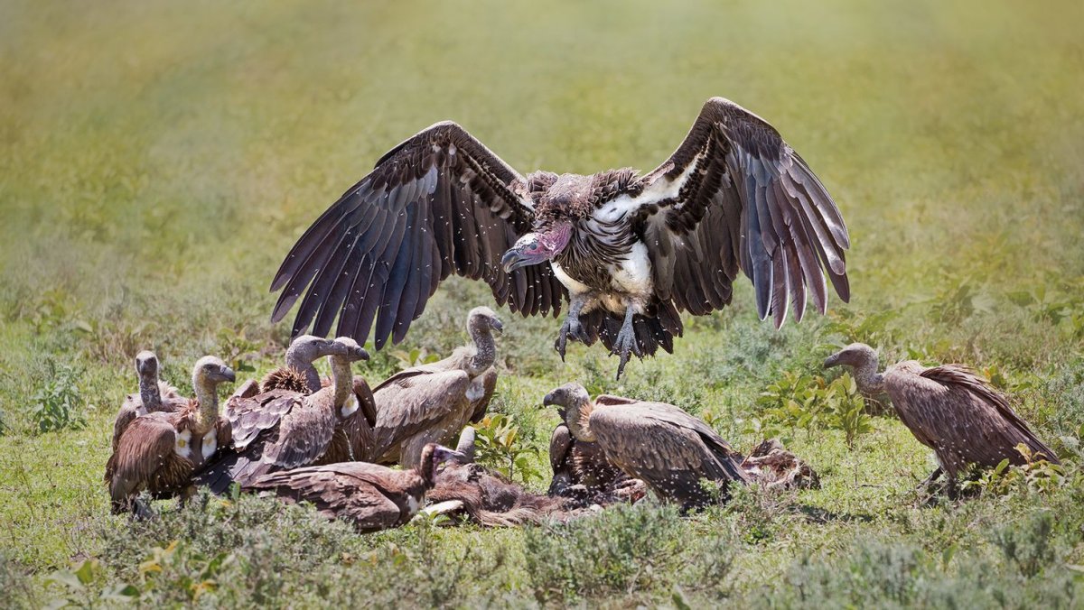 Попугай падальщик