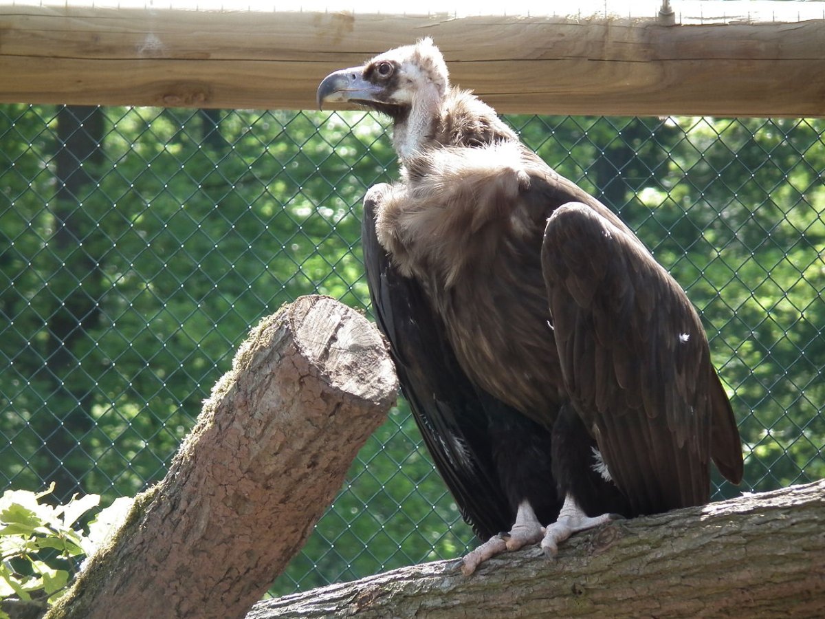 Птица Пожиратель