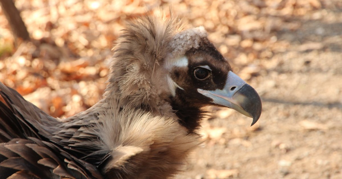 Птицы падальщики Флорида