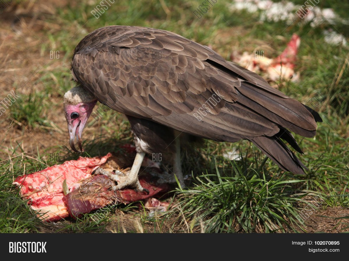 Орел ягнятник