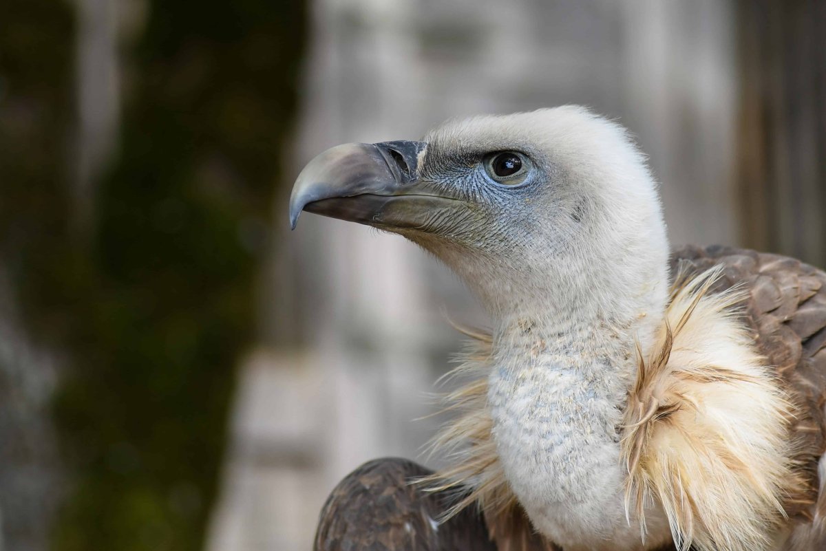 Американский гриф Стервятник