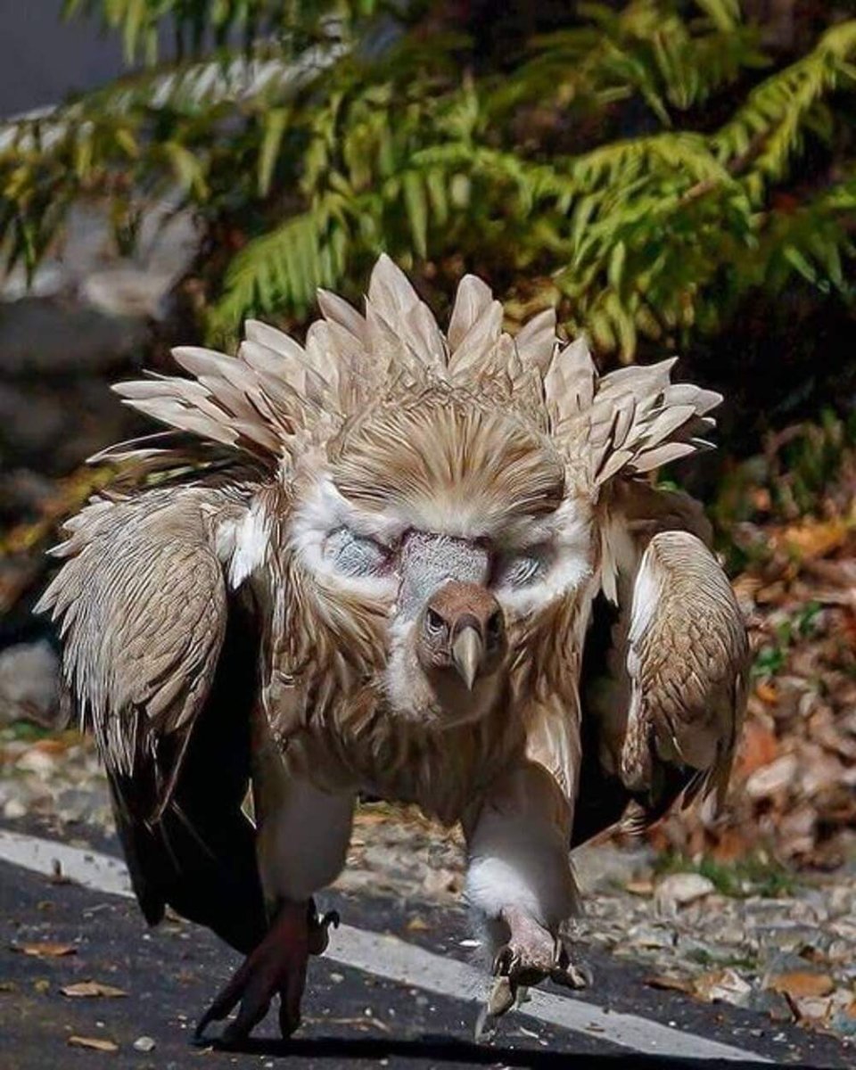 Белоголовый СИП Московский зоопарк