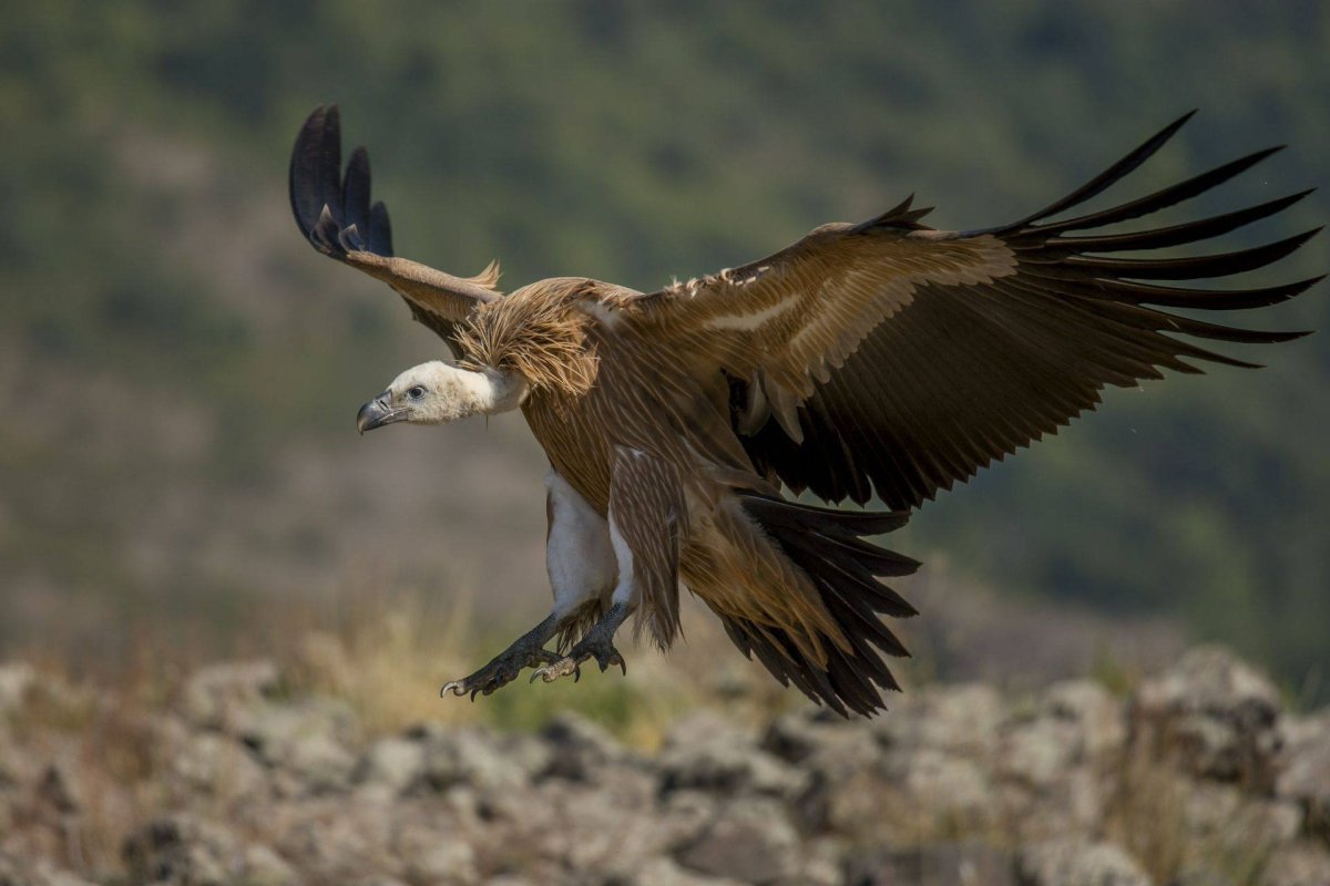 Белоголовый Орел-Стервятник.