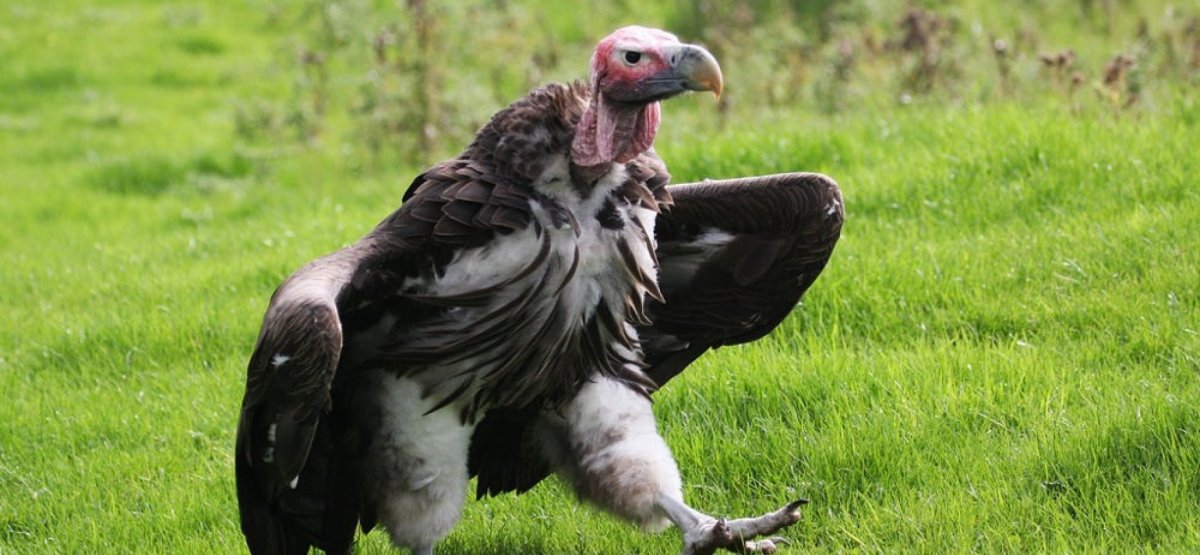 Андский Кондор размах крыльев