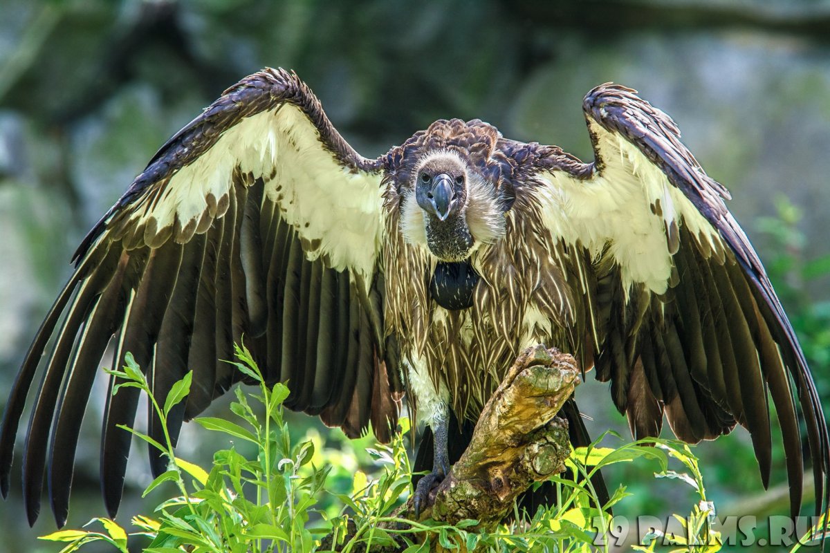 Аватарка Vulture