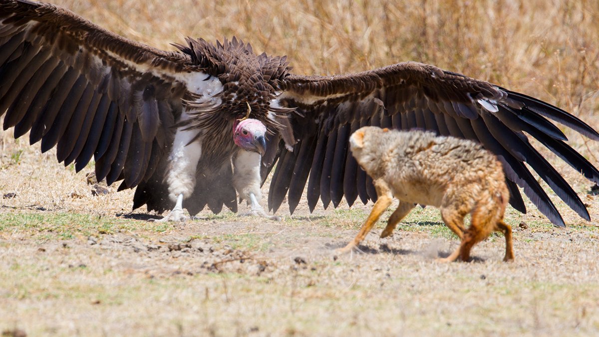 Крутая птица