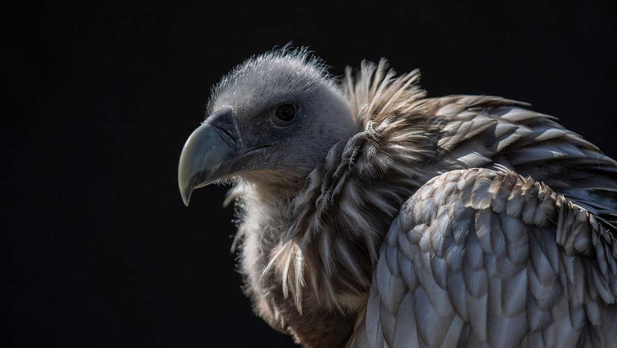 White backed Vulture