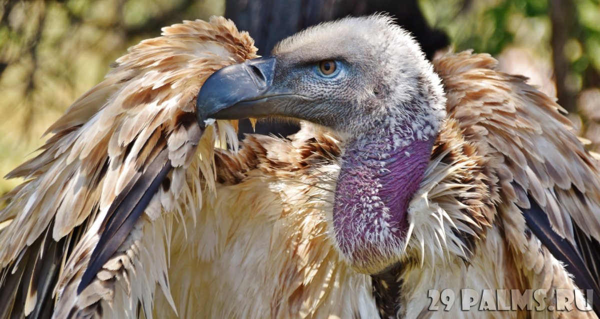 Индийский Ушастый гриф