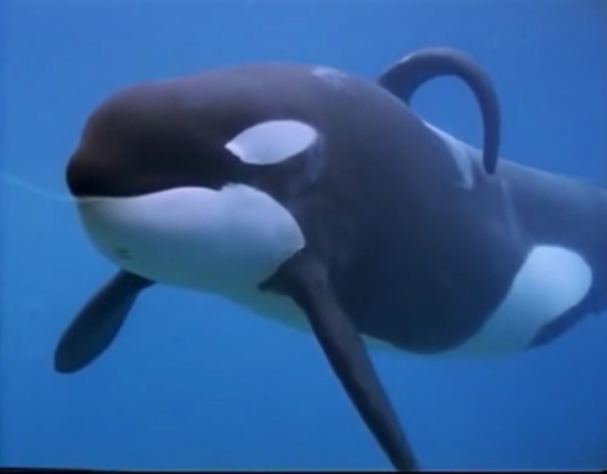 Keiko Orca