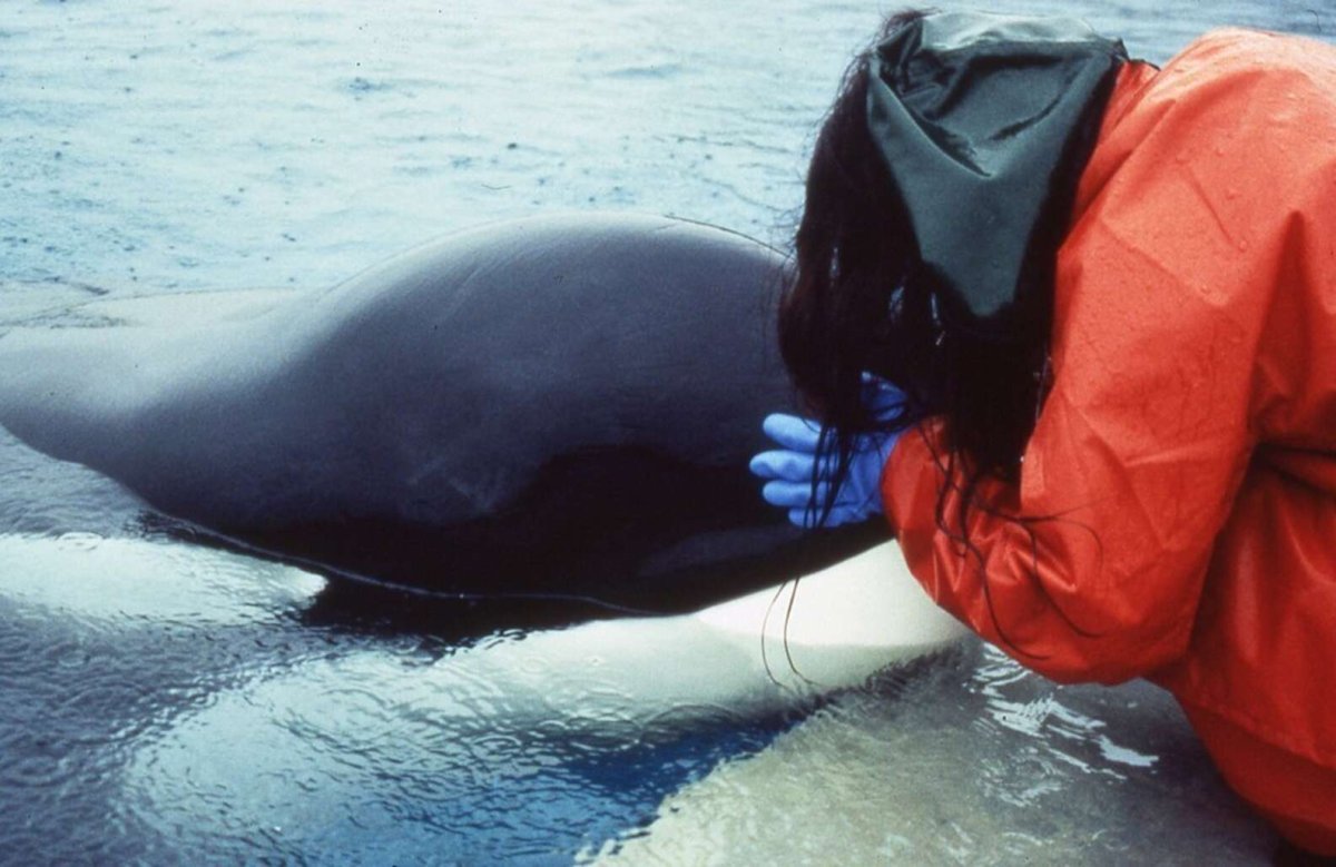 Дельфин Кейко